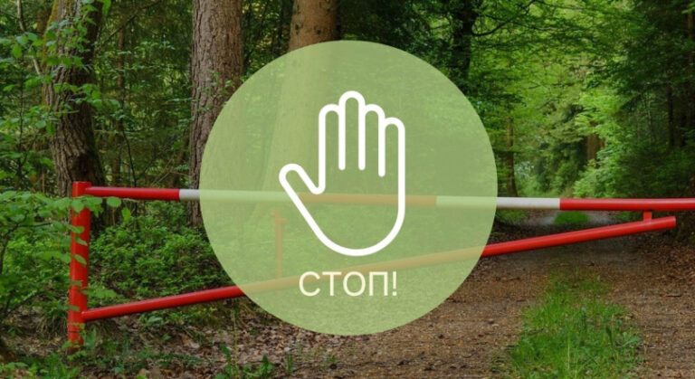 Ограничения на посещение лесов введены во всех районах Могилевской области